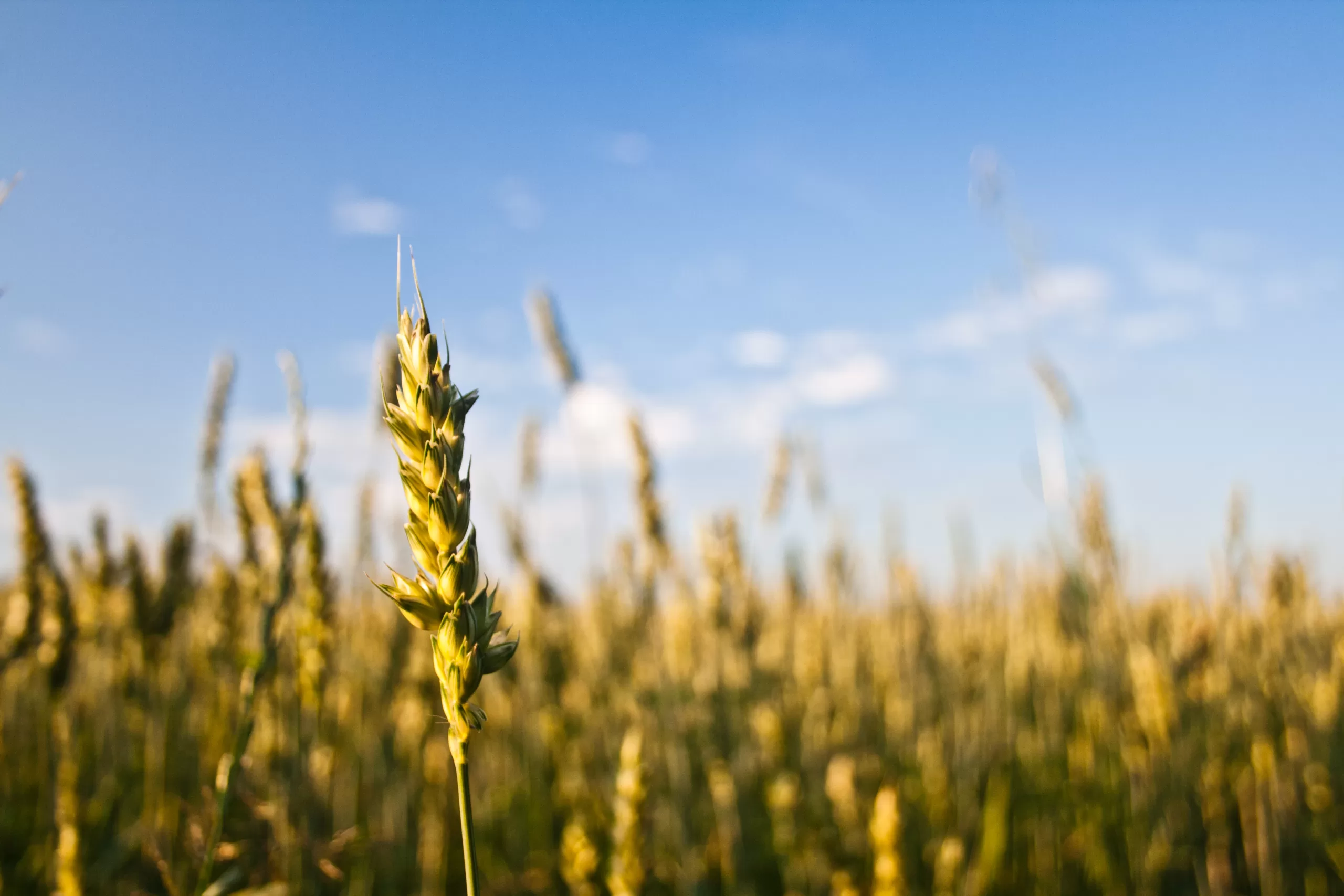 nature field grain scaled
