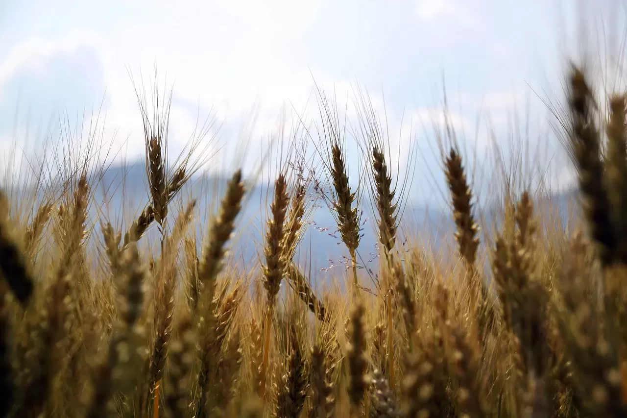 wheat 1149885 1280