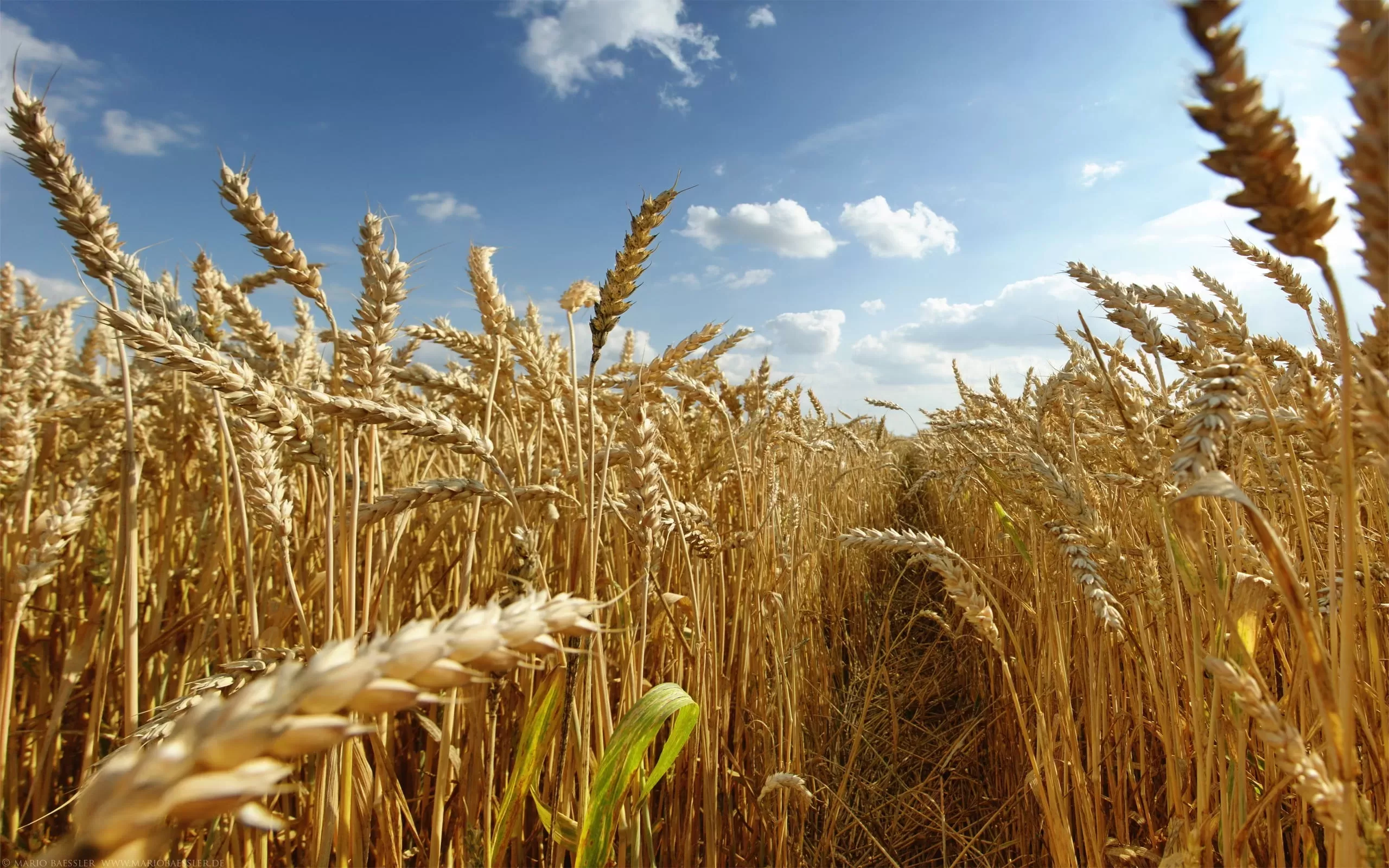 Nature fields wheat grain 2560x1600